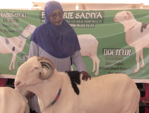 Vidéo. Des Sénégalais sacrifient jusqu’à 80.000 euros pour un mouton