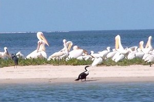 Validation du plan d’action de la réserve de Diawling en Mauritanie 