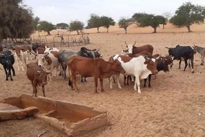 Mauritanie: hausse inquiétante de malades de la fièvre de la vallée du Rift