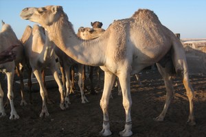 Réunion du comité paritaire Mauritanie-Sénégal de suivi de la transhumance transfrontalière