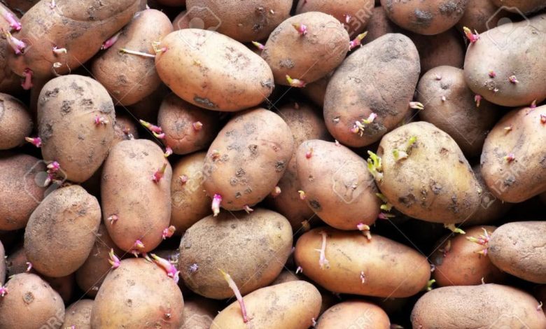 Trarza : Saisie de plus de deux tonnes de pommes de terre destinées à l’ensemencement
