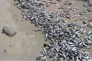 Echouage d'une grande quantité de poissons sur le littoral : ce que révèlent les investigations de l'IMROP