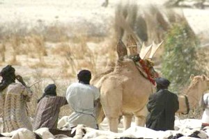 Le cheptel mauritanien en « situation de catastrophe » (Association) 
