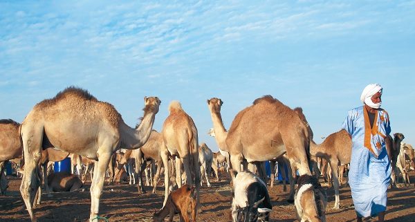 Mauritanie : campagne de sensibilisation auprès des éleveurs sur la nécessité de protegerer leur bétail 