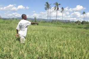 Nouvel engagement de la FAO pour l'agriculture résiliente au changement climatique
