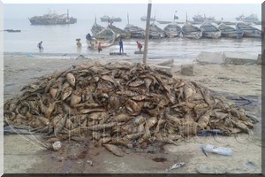 La malédiction de l’industrie des farines de poisson à Nouadhibou 