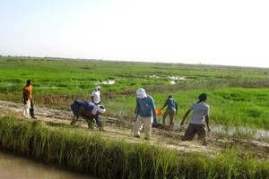 Mauritanie : Les agriculteurs de Rosso dans la tourmente