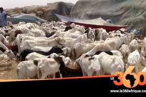 Vidéo. Mauritanie. Aïd Al Adha: à cause du manque de pâturages, des moutons à prix cassés