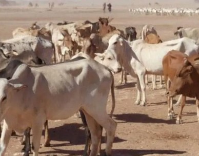 Une aide italienne : 3 millions de dollars pour appuyer la santé animale 