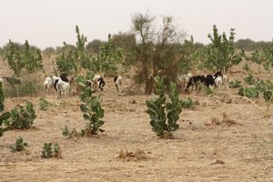 Réhabilitation des forêts et pâturages des wilayas du Guidimagha, de l’Assaba et des deux Hodhs