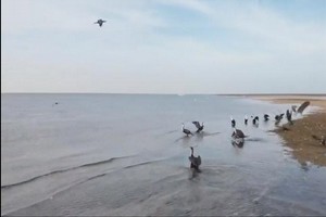 Mauritanie : menace sur le refuge des oiseaux