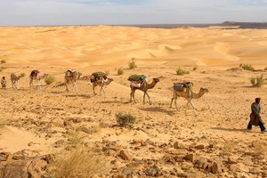 Voyage en Mauritanie, la belle aux sables dormants