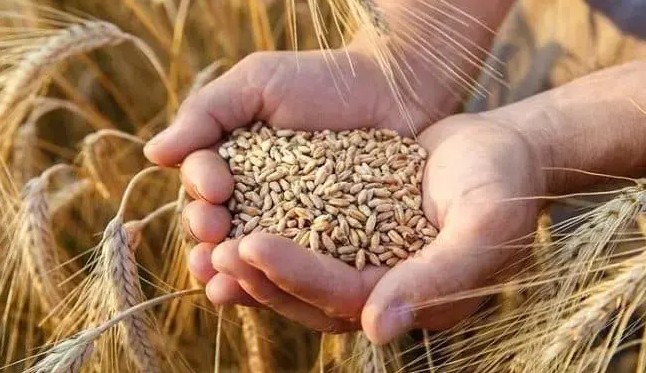 La ligue arabe annonce le succès de l’expérience de la culture du blé en Mauritanie 