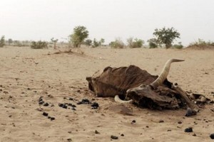 Mauritanie : un fonds d’assurance pour garantir les catastrophes naturelles