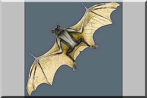 Les chauves-souris sont elles qui ont germé les inquiétudes au sein de la majorité.