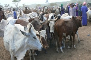 L’État mauritanien invité à contrecarrer les spéculations sur les prix de l’aliment de bétail