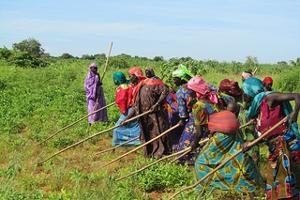 Mauritanie : la ministre des affaires sociales au chevet des femmes agricultrices de la commune de Tichit et d’Adrar