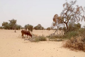 Une grave crise alimentaire menace le monde rural, face à un ciel aride et des terres desséchées