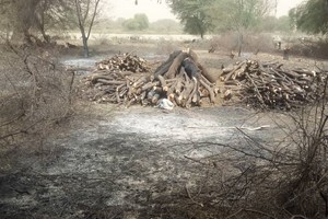 Environnement :  Déforestation accélérée des zones humides du Sud de la Mauritanie [Photoreportage]