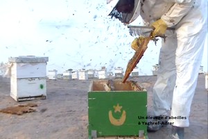 Vers la création d’un club national des acteurs opérant dans l’élevage des abeilles en Mauritanie 