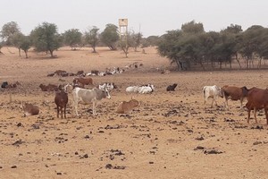 Plan de Réponse Pastoral en Mauritanie : faux départ dans la Mise en Œuvre