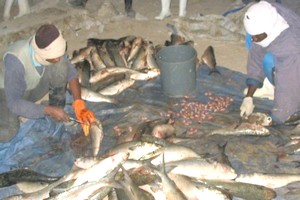Flambée des prix à Nouadhibou : plus de 50% de hausse