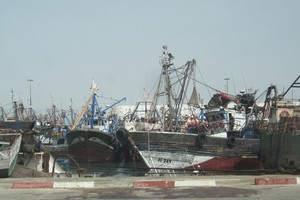 Morocco Foodex. Une ligne maritime pour contourner Guerguarate ?