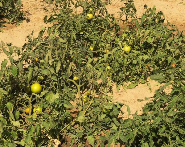 Vidéo. Mauritanie: hausse des droits de douane sur les légumes, voici les revendications des acteurs de la filière pour booster la production
