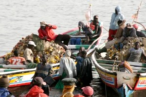 Les 350 pêcheurs refoulés de la Mauritanie 