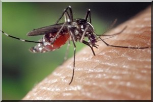 Les autorités ont perdu la guerre contre les moustiques