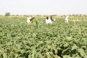 Mauritanie : le gouvernement mène la grande offensive agricole