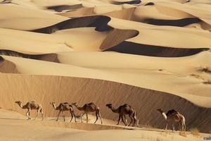 L'Union Européenne déconcerte les Mauritaniens en leur offrant des chameaux