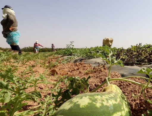 Maroc : l’étrange exode des producteurs de pastèques vers la Mauritanie