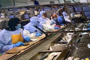 Nouadhibou : tension sociale en perspective suite à la fermeture d'une usine de produits halieutiques