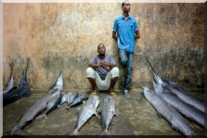 34 millions de dollars annuellement pour la commercialisation du poisson mauritanien 
