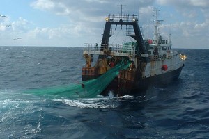 Pêche pélagique : la Mauritanie perd 600 000 dollars de revenus par jour, dans un silence abasourdi !