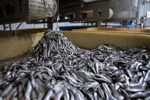 Afrique de l'Ouest : Greenpeace réclame la fermeture des usines de farine de poissons