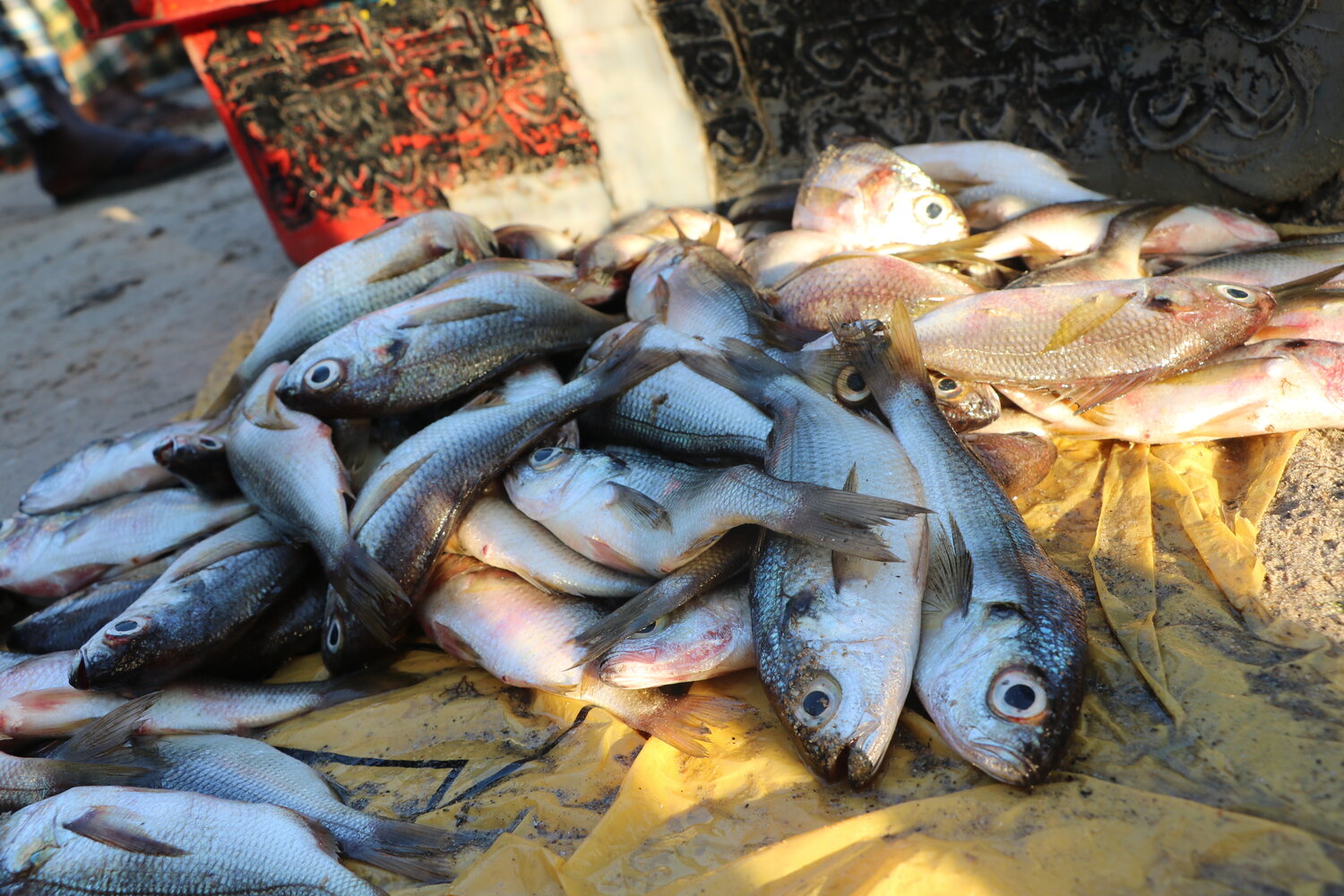 Industrie de farine et d'huile de poisson : la sécurité alimentaire au Sénégal et en Mauritanie menacée (Greenpeace)