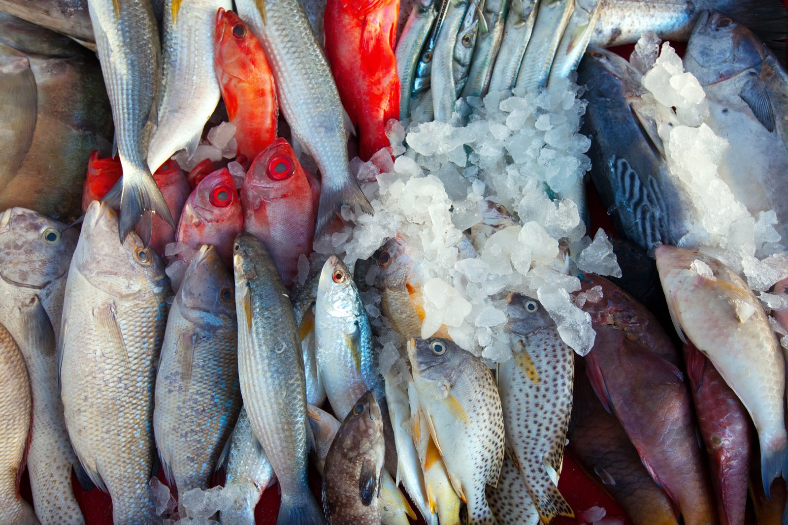 Mauritanie : nouvel espoir chez les industriels du poisson malgré les difficultés