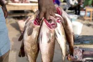 Mauritanie : plus d’un milliard de dollars de recettes d’exportation de poissons