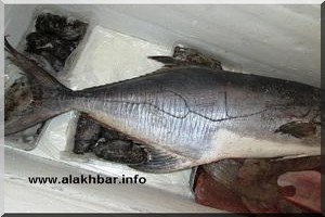 URGENT : Le nom du Prophète Mohamed PSL gravé sur un poisson de 17 kg capturé à Nouadhibou
