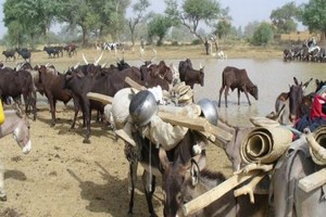 Sahel: s'adapter au changement climatique grâce à l’élevage pastoral