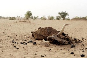 Mauritanie. Sécheresse: nouveau cri de détresse des éleveurs