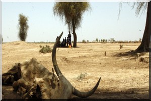 La CMA lance le SOS sécheresse dans l’Azawad