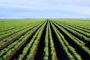 Le Japon compte soutenir le secteur agricole de la Mauritanie
