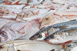 Mauritanie : les délestages menacent le stockage du poisson à Nouadhibou 