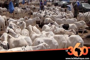 Vidéo. Mauritanie: le prix du mouton explose à cause du Covid-19