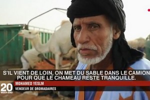 Marché d’ailleurs : les dromadaires de Mauritanie