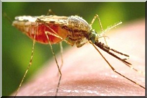 Un nouveau vaccin contre le paludisme