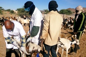 Mauritanie : Campagne de sensibilisation sur la vaccination du cheptel